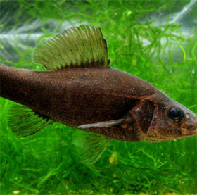 Detecting pirate fish 'equipped' chemical weapons