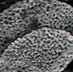 Detecting plant fossils 240 million years
