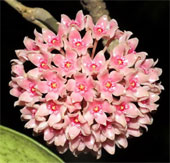 Detecting plant species of peach tree