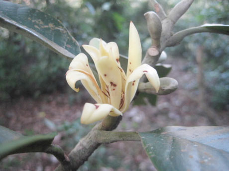 Detecting plants with horse-ear leaves in Vietnam