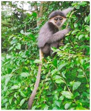 Detecting populations of gray-shanked douc langur