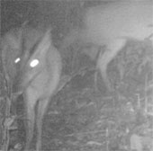 Detecting populations of rare Muntiacus rooseveltorum