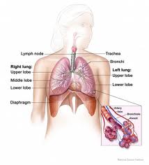 Detecting positive lung response with bitter taste