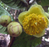 Detecting rare and precious lilies