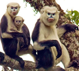 Detecting rare and precious snub-nosed monkeys in Ha Giang