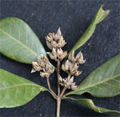 Detecting rare and precious three-sided Oak populations in Nam Nung Nature Reserve