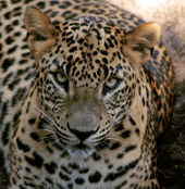 Detecting rare leopards in Lam Dong