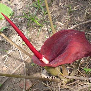 Detecting rare 'smelly' plants in arid regions