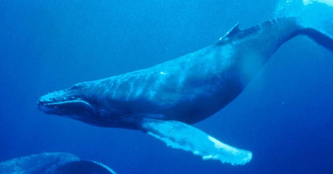 Detecting secret communication methods of humpback whales