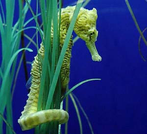 Detecting secrets about seahorses sperm