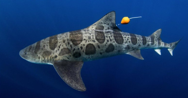 Detecting sharks can be driven by the nose