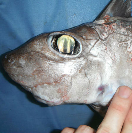 Detecting sharks 'ghosts' at the bottom of the sea