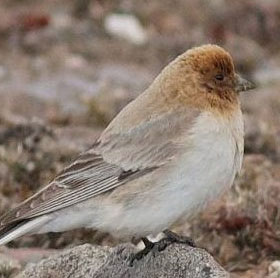 Detecting Sillem mountain finches after more than 80 years missing