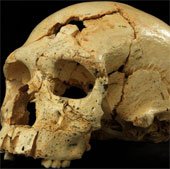 Detecting skulls dating to 430,000 years old
