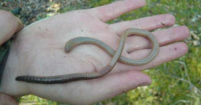 Detecting small snake-like earthworm in Scotland