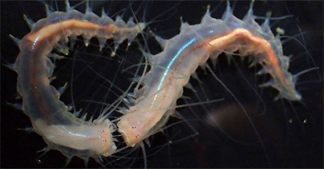 Detecting small worms that have the ability to emit the largest sound on the ocean