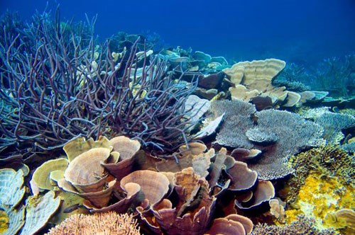 Detecting some species of coral adapted to climate change