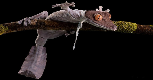 Detecting species of geckos stripped like fish, reddish like mice