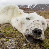 Detecting starving polar bears