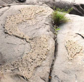 Detecting stone slabs emerging images of Vietnam map