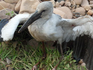 Detecting strange birds first appeared in Muong Nhe