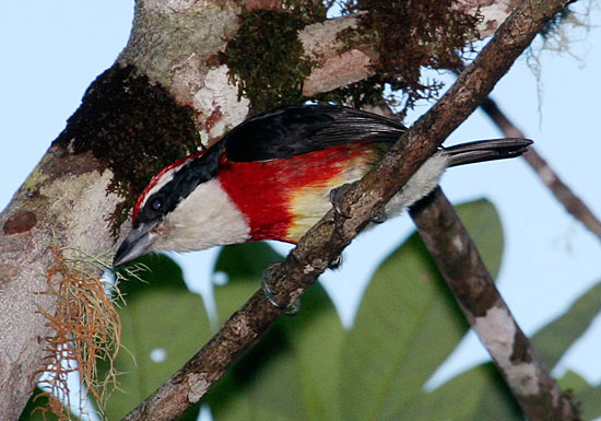 Detecting strange colorful birds