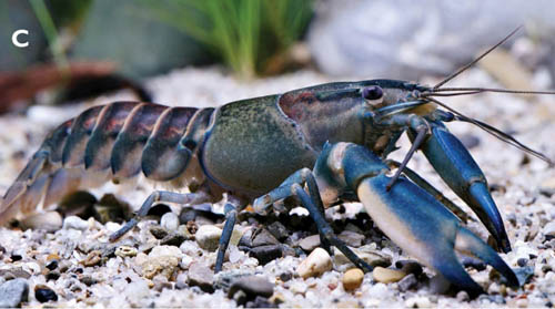 Detecting strange colorful shrimp