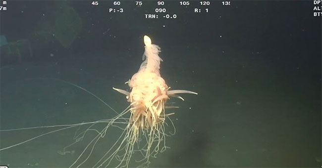 Detecting strange creatures in the sea 1.300m deep