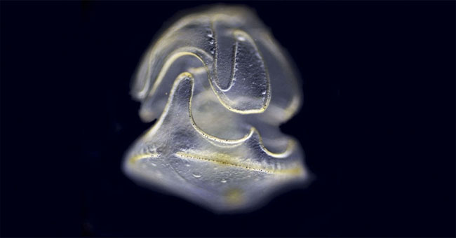 Detecting strange creatures whose heads do not have bodies