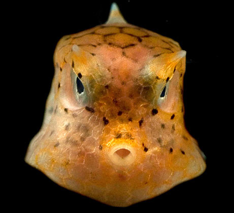 Detecting strange sea creatures off the Philippines