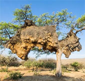 Detecting super bird's nest