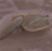 Detecting tadpole originated 200 million years