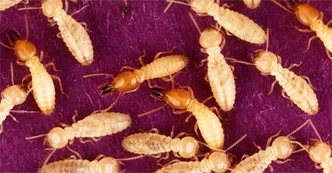 Detecting termites can perform spawning without males