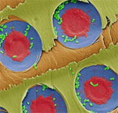 Detecting the ability to filter bacteria in the water of pine