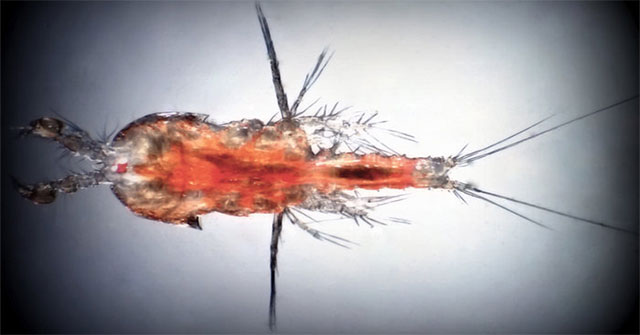 Detecting the adaptive mechanism of crustaceans when hypoxic