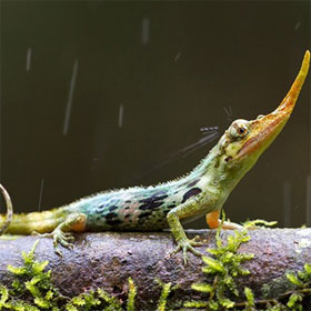 Detecting the lizard Pinocchio is thought to be extinct
