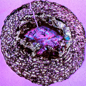 Detecting the nocturnal egg nest of the dinosaur fetus