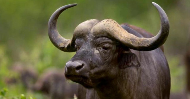 Detecting the region of genes that control domestication in animals