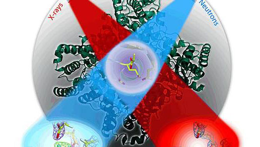 Detecting the role of Hydronium ions in the catalytic reaction of enzymes