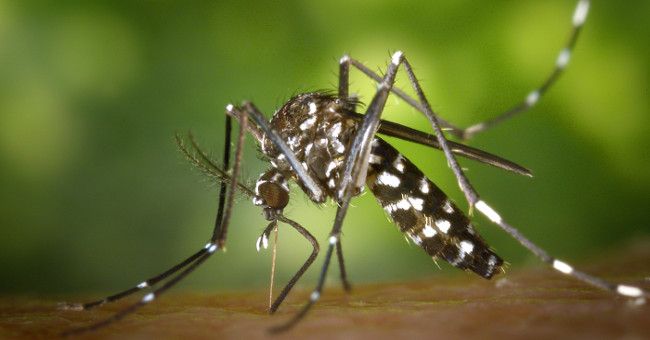 Detecting the second mosquito carrying Zika virus