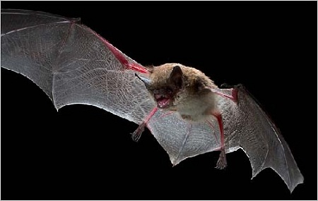 Detecting the stealth function of some bats