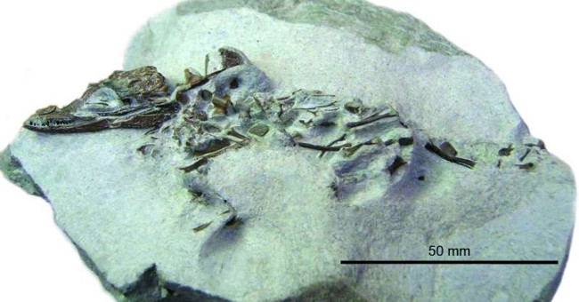 Detecting tiny crocodiles in the rock, suspecting strange creatures