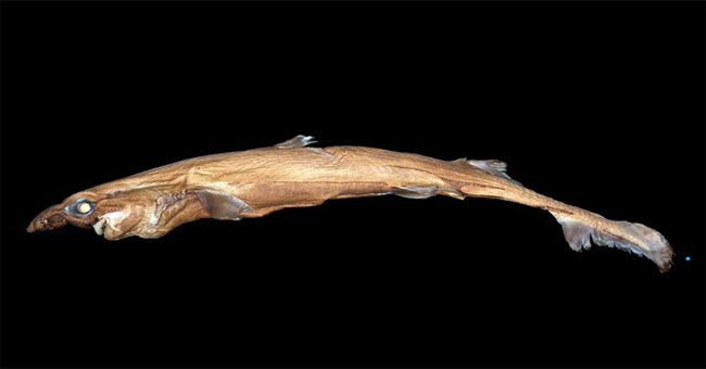Detecting tiny, glowing sharks and having faces of demons