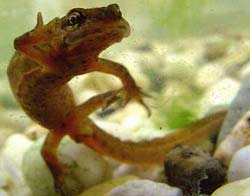 Detecting toad, mint banana in Xuan Son National Park