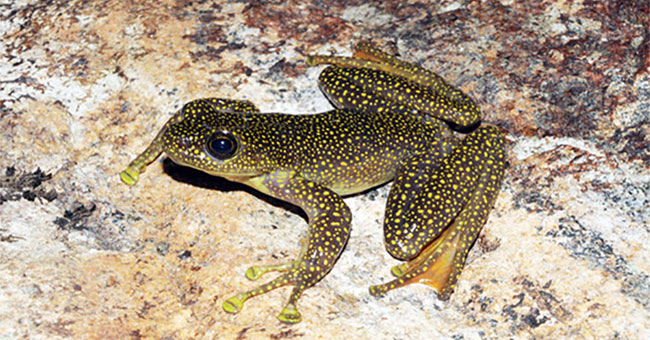 Detecting tooth toads, frogs clinging to rare yellow spotted stone in Lao Cai