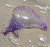 Detecting transparent, extremely beautiful marine creatures