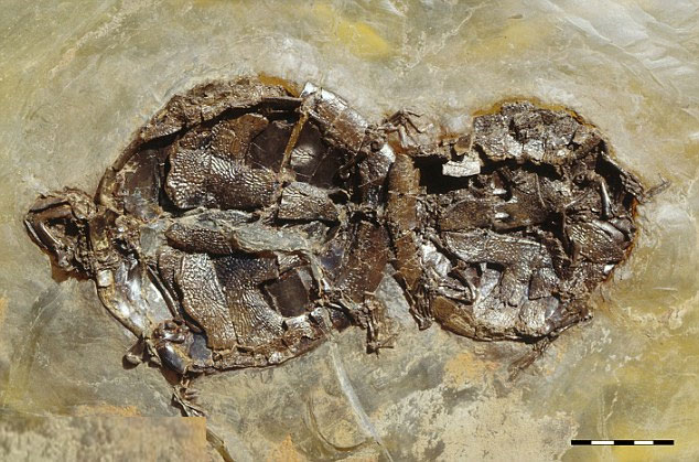 Detecting turtle fossils mating