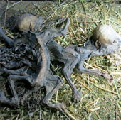 Detecting two dry corpses suspected of sucking blood