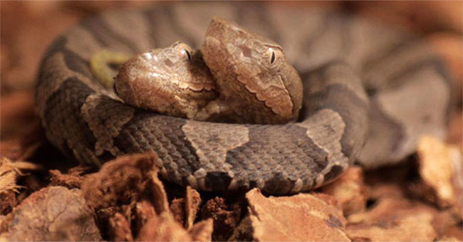 Detecting two-headed poisonous snakes in the American garden