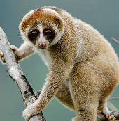 Detecting venomous monkeys in Southeast Asia